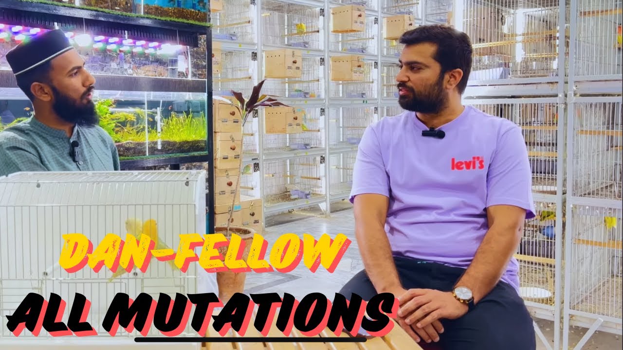 Fahad Usman🔥Lovebirds setup Dan💯fallow breed All mutation best Quality birds🌸beautiful visit now