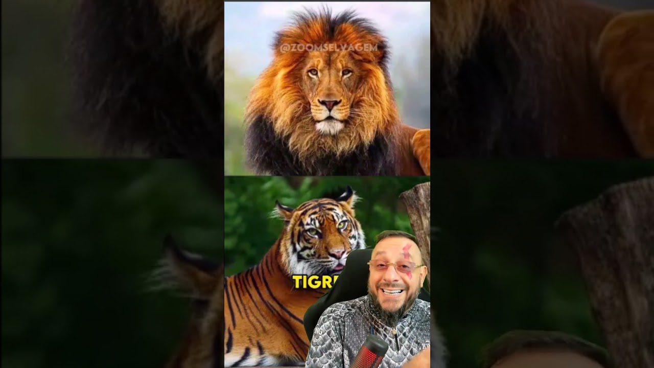 Conhe&ccedil;a o h&iacute;brido de Le&atilde;o com tigresa, o Ligre, e tamb&eacute;m o Tigre&atilde;o que &eacute; h&iacute;brido de Tigre com leoa