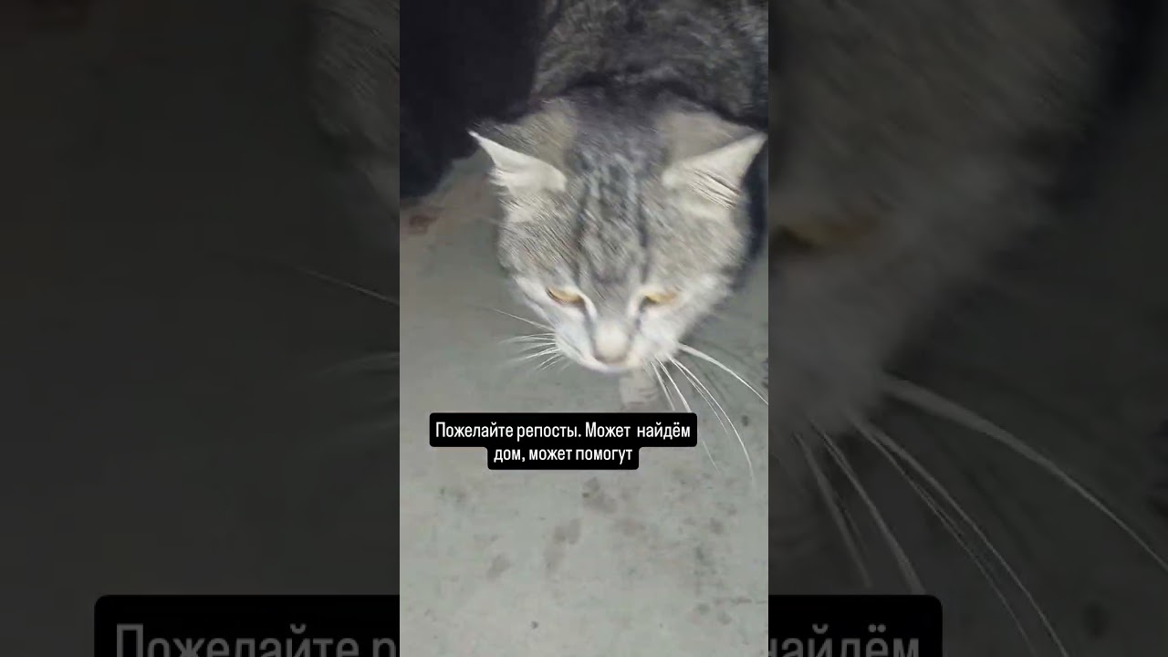 ПОМОГИТЕ ПОЖАЛУЙСТА СОБРАТЬ НА КОРМ 5469 6000 3150 7601
