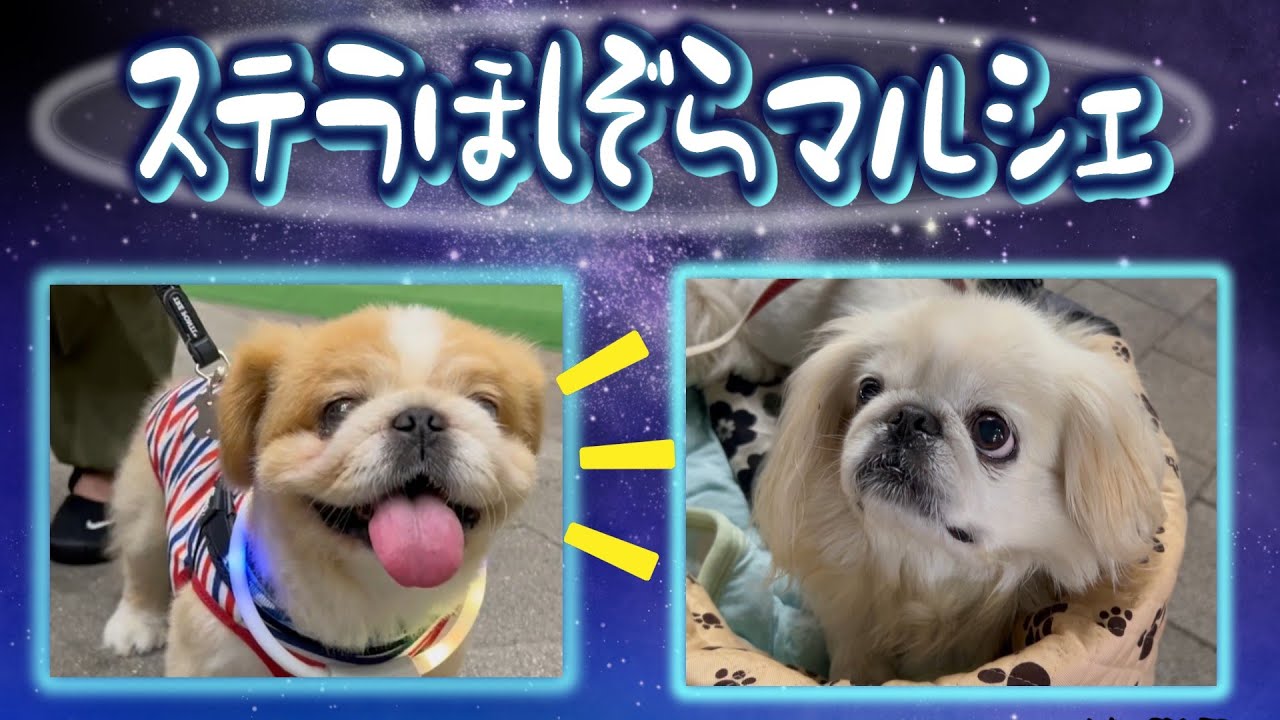 【愛犬イベント】夏の終わりに愛犬と訪れたナイトマルシェ⭐