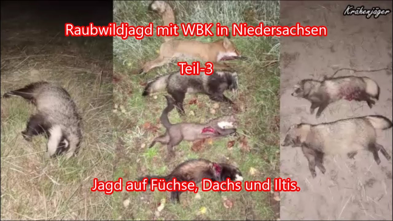 Raubwildjagd - Predator hunting - mit WBK in Niedersachsen Teil-3