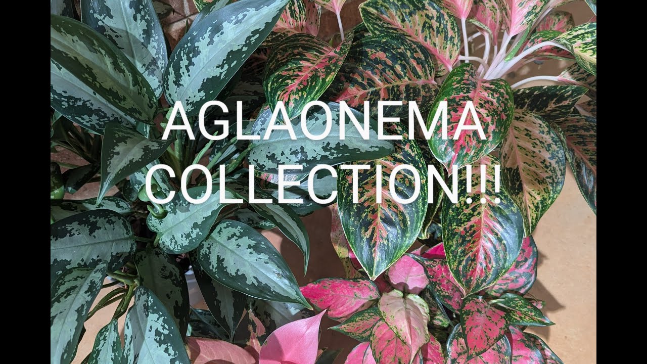 Houseplant Aglaonema Collection!!!! Summer 2024!! 30 plus varieties!!