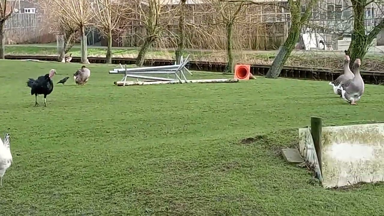 rennende kip en kalkoen geluid aanpassen