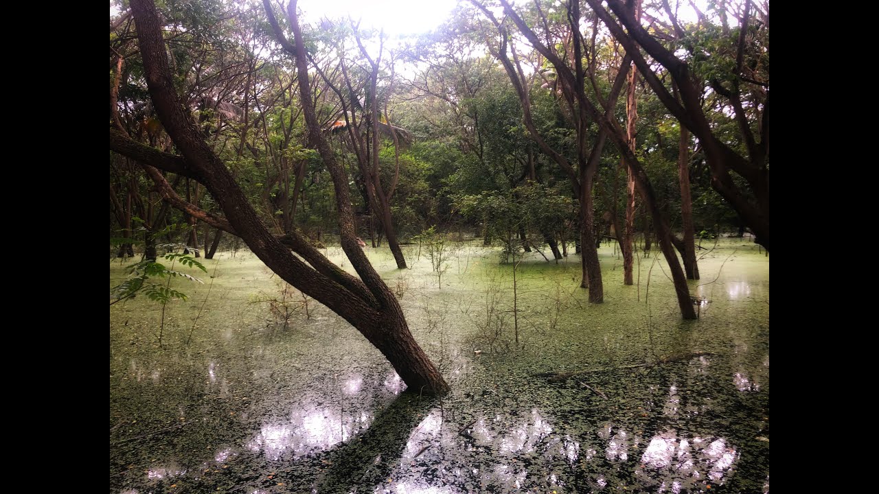 Inundated. 2022 - Kukkarahalli Lake