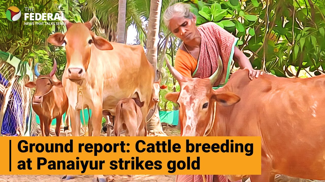 Ground report: Panaiyur women crafted success with cattle breeding | The Eighth Column