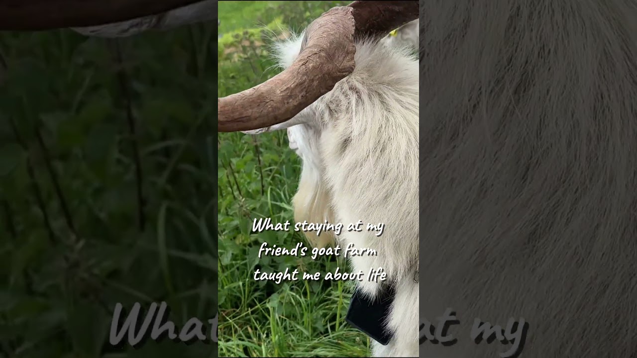 Staying at a Norwegian goat farm