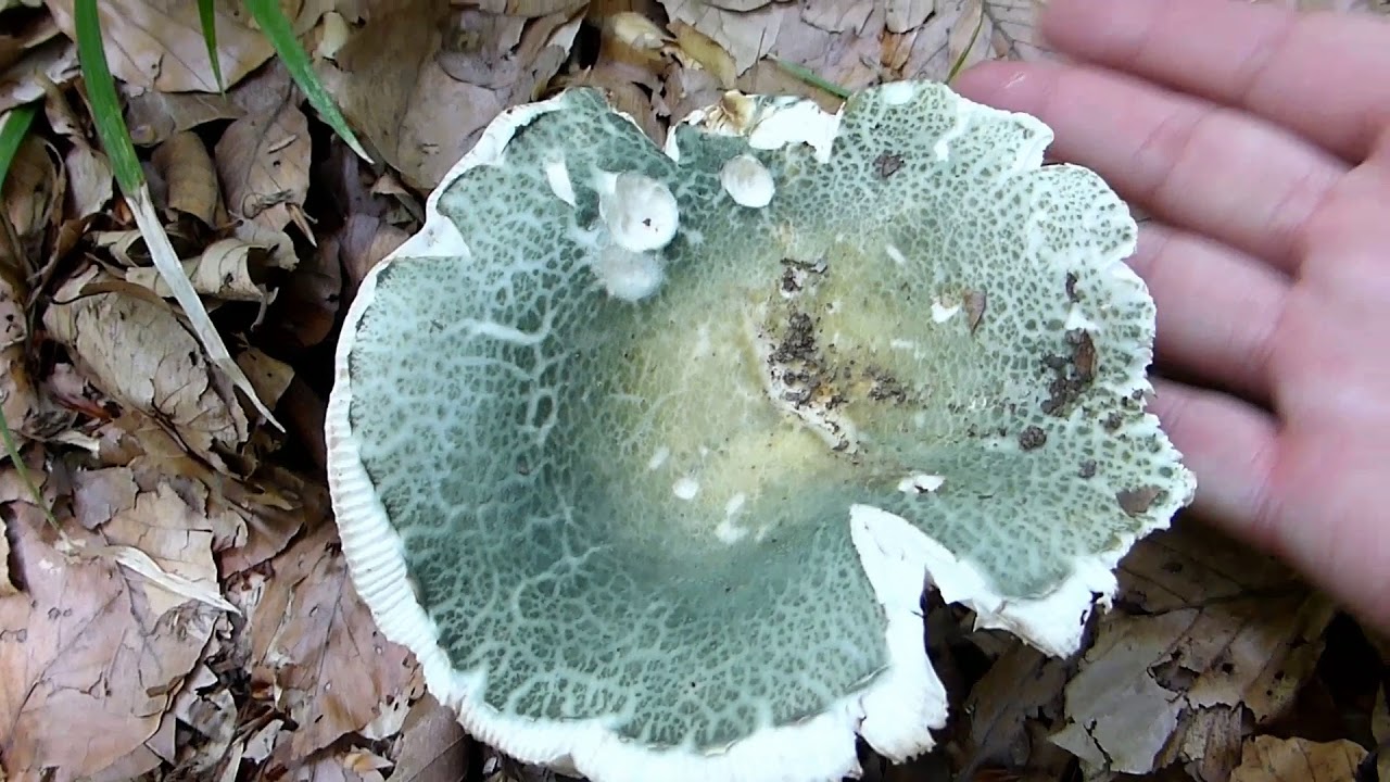 Golubača - Russula virescens