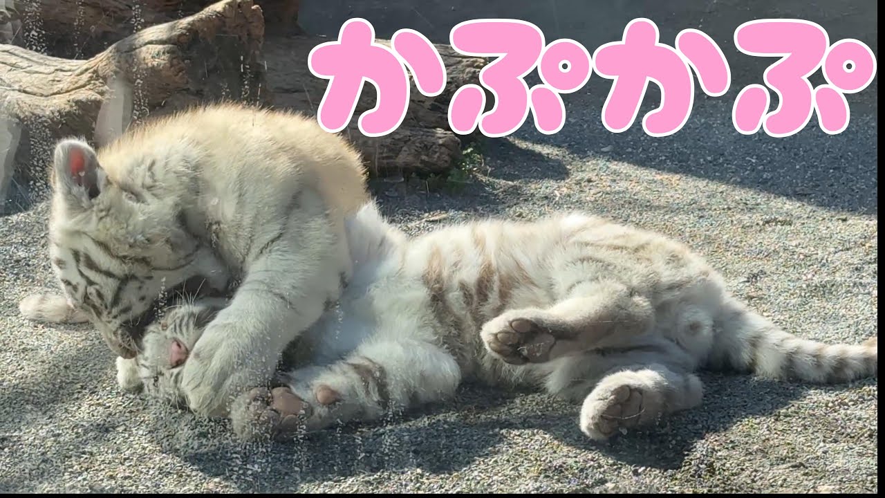 番外編 ちびトラ ハクくんのかぷかぷ攻撃【東武動物公園】【‎2025年‎】【番外編】ホワイトタイガー