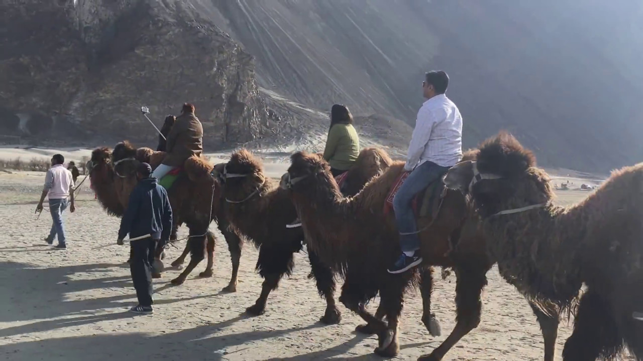 Ladakh  - Nubra  Valley Sand Dunes - Double Humped Camel Ride