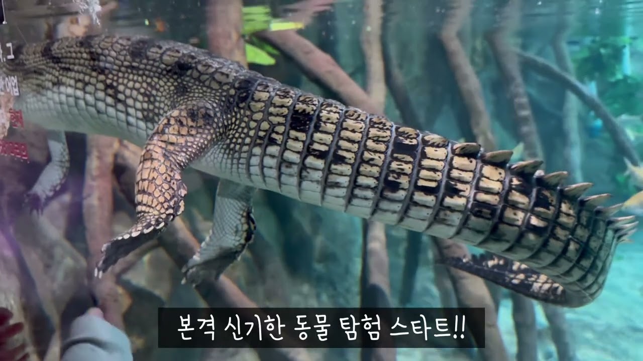 사천 아라마루 아쿠아리움 하식이를 만나다!!