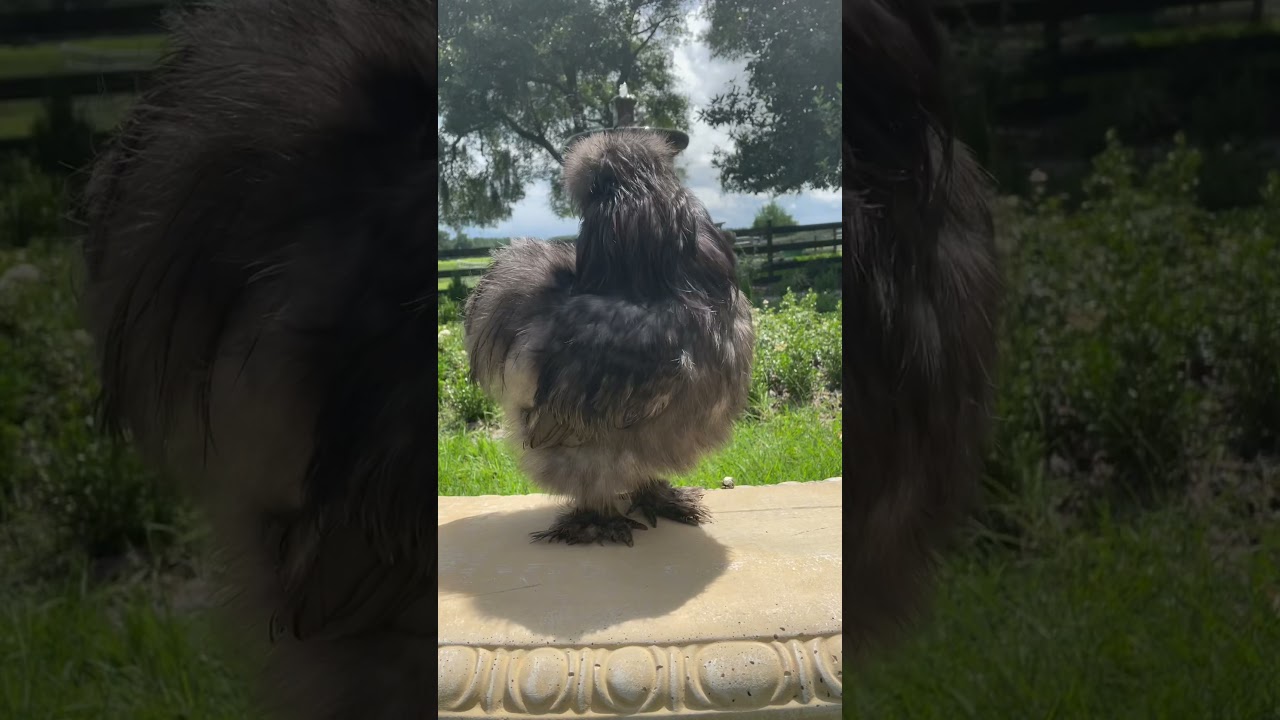 Pom Pom the Blue Silkie Rooster