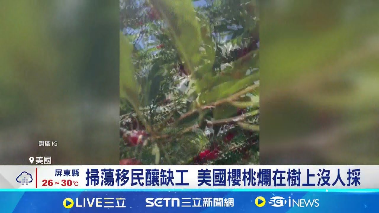 掃蕩移民釀缺工 美國櫻桃爛在樹上沒人採川普政策連環重擊 美國酸櫻桃陷存亡邊緣│記者 盧巧萍｜國際關鍵字20250825│三立iNEWS