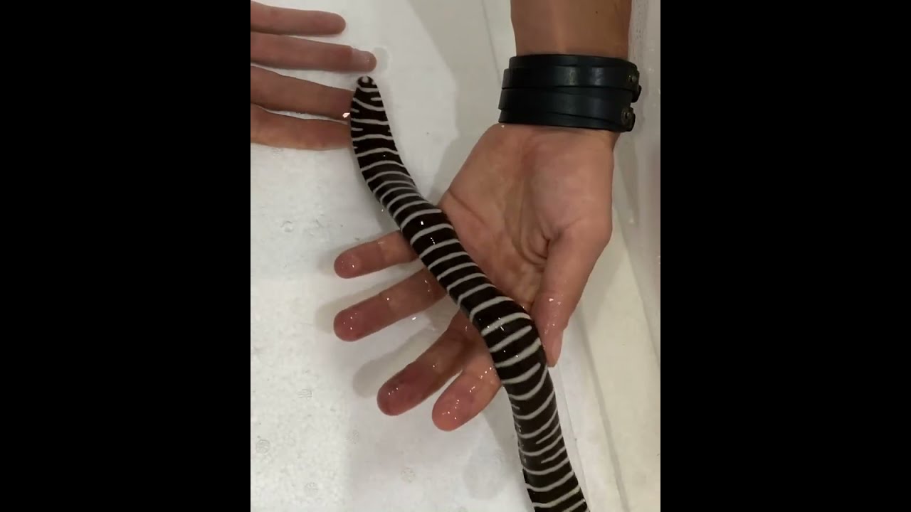 Moreia zebra @universodoaquario Moray Gymnomuraena zebra Eel Fish | Falcon Aquarium Services