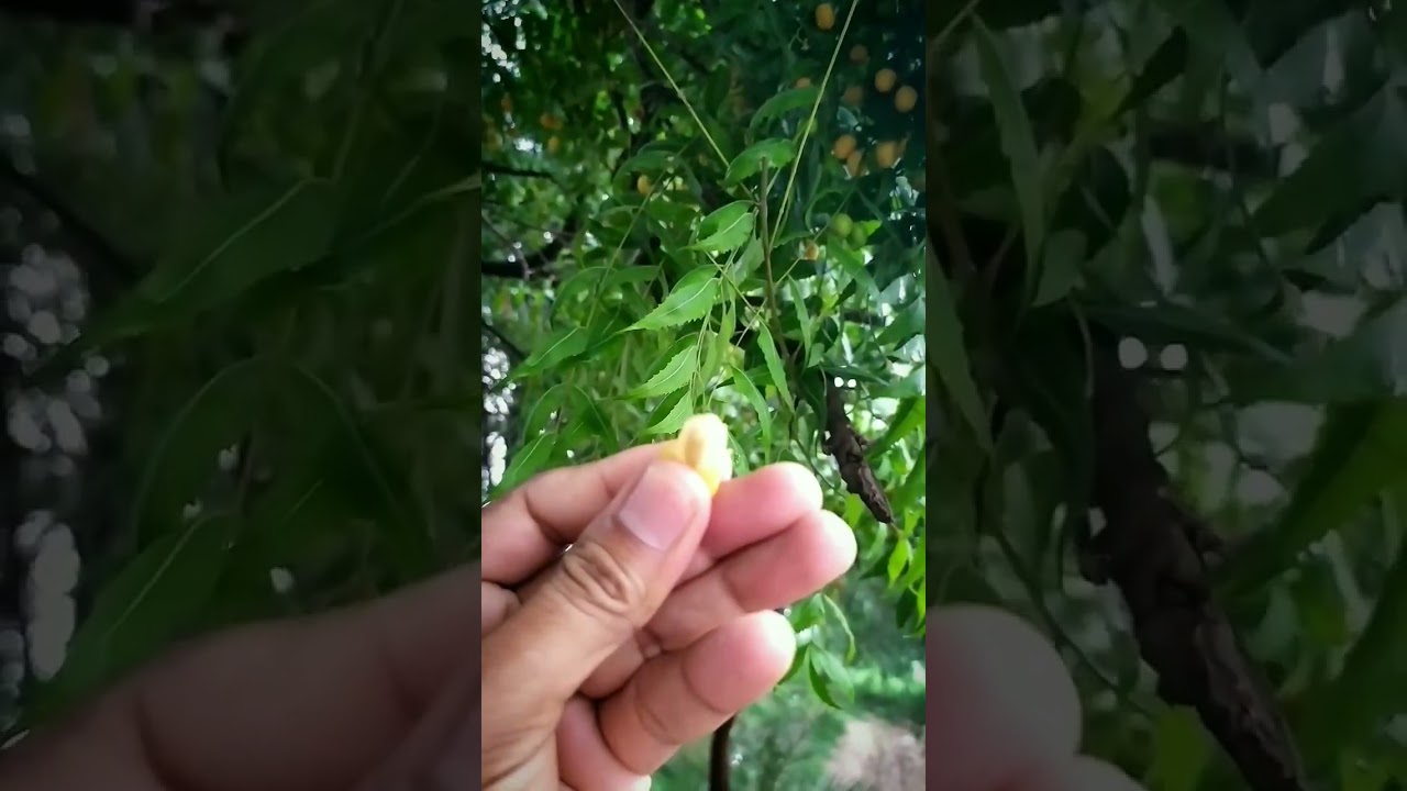 Have you Ever Tasted this Fruit🤔❓, Neem Tree with Riped Fruit, Margosa #nature #fruit #shorts #viral