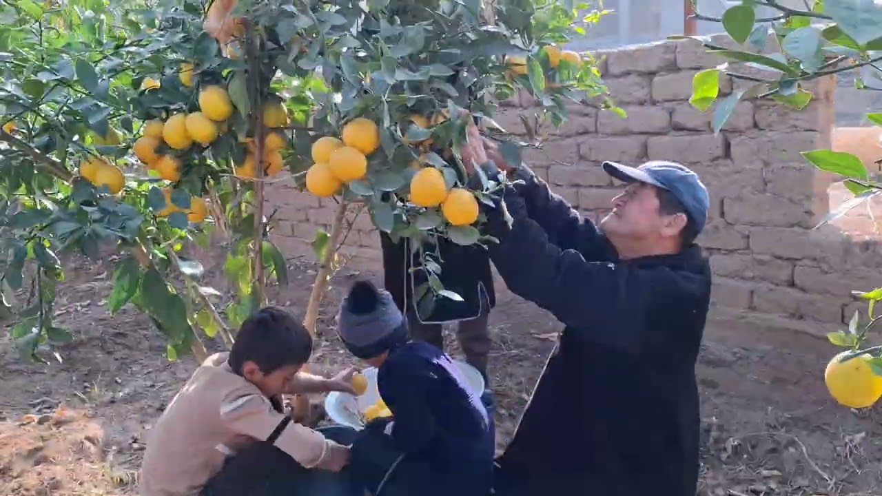 Лимон 🍋 
