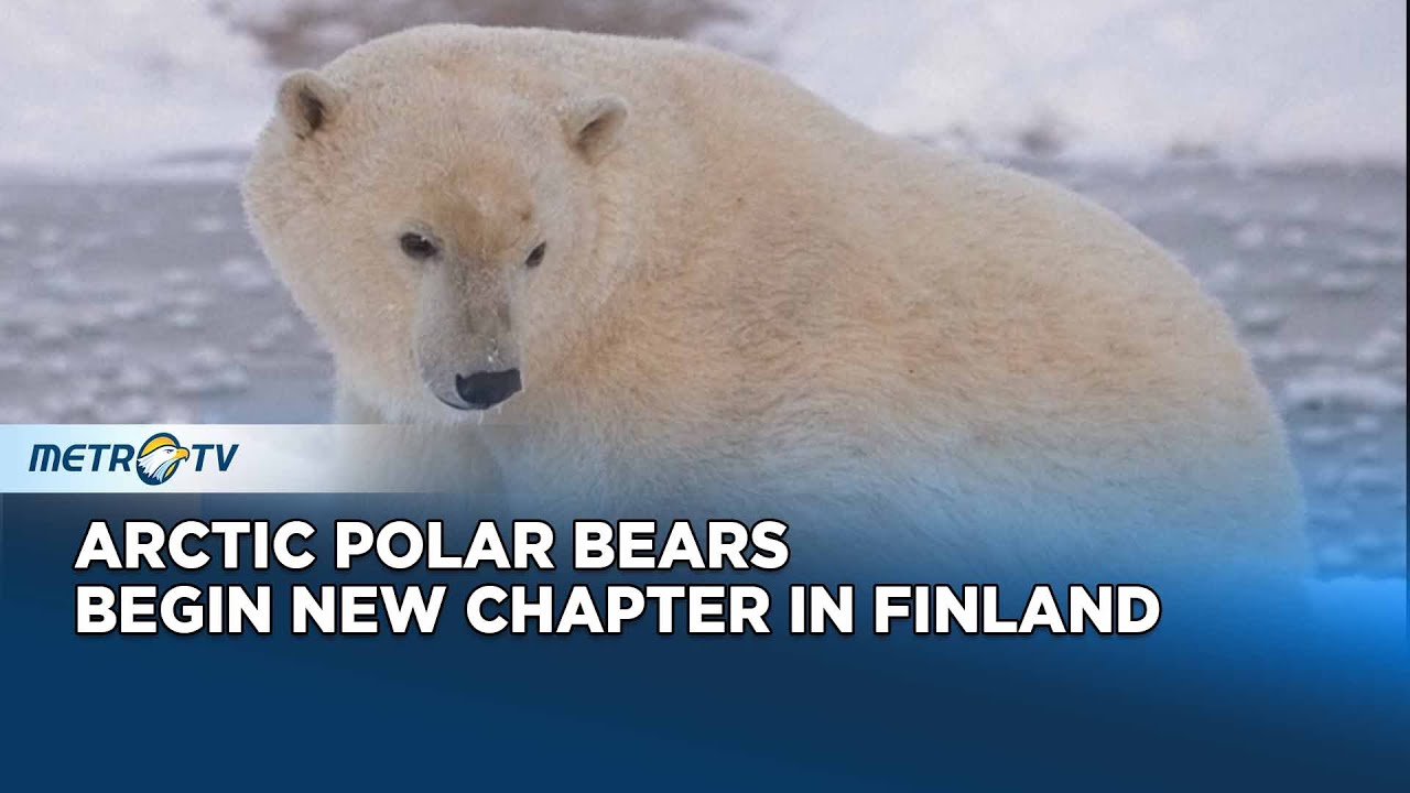 Polar Bears Begin Life in Finland’s Ranua Wildlife Park