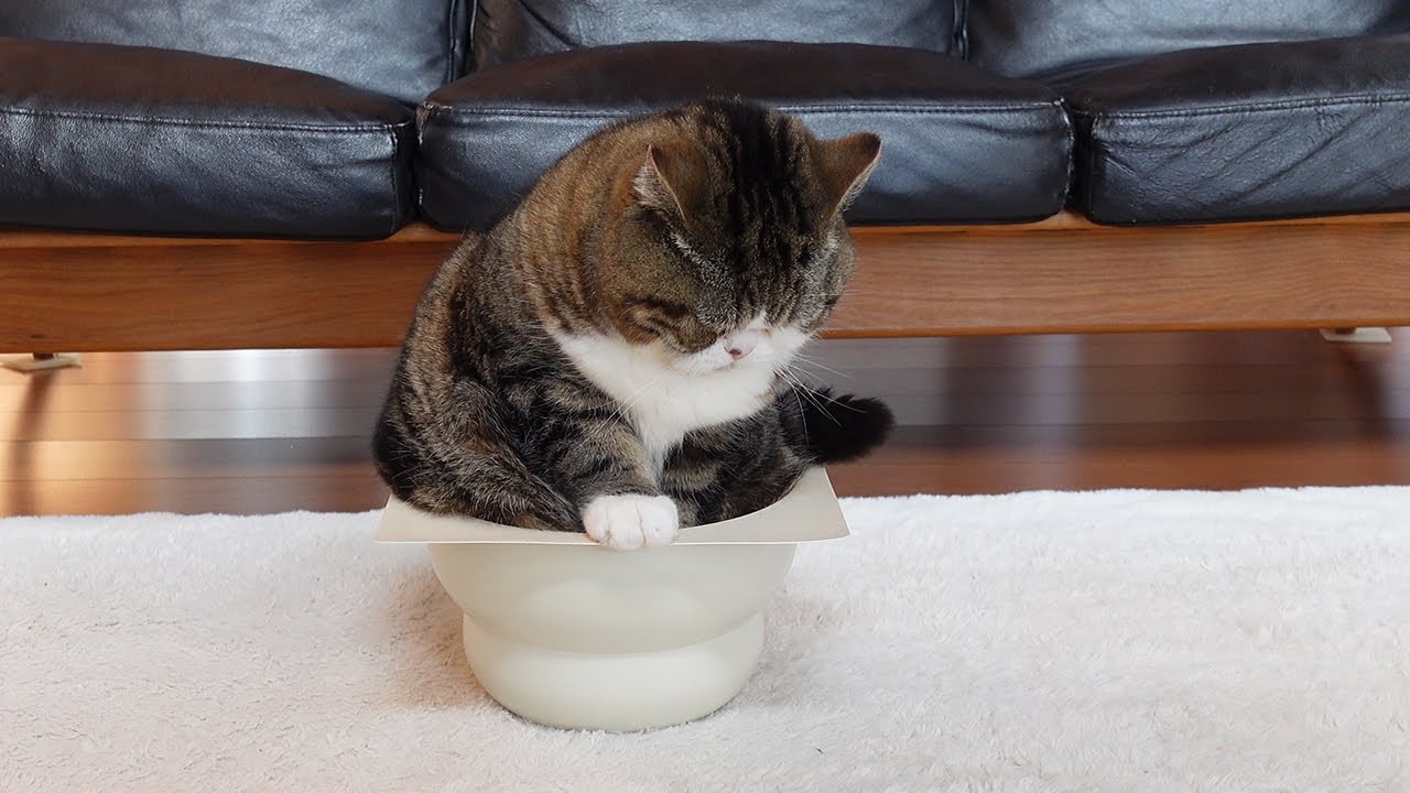 一番大きいのになぜか入れちゃうねこ。-Maru is the biggest, but he can easily get into it.-