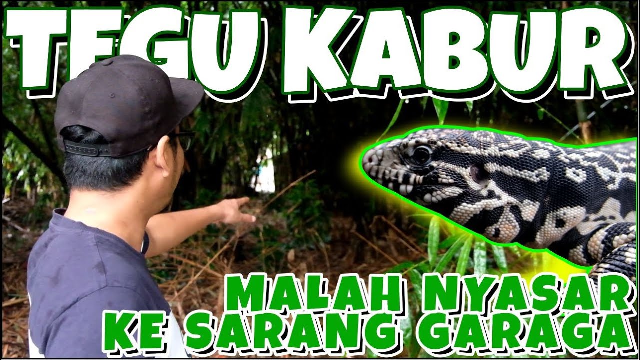 TEGU GUE LEPAS KE SARANG GARAGA!| NYALI AUTO CIUT