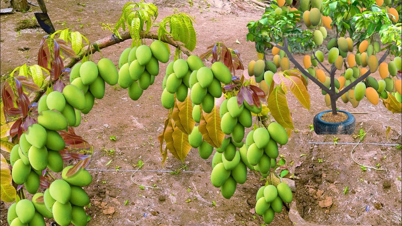 Unprecedented new idea for grafting mangoes with fruit bearing eggs in a short time