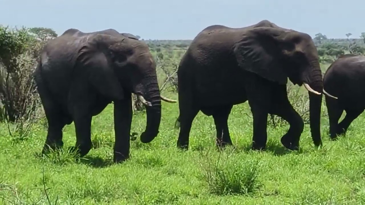 #wildlife#krugernationalpark#herdofelephantroamingaroundthebush#viralvideo#southaffica