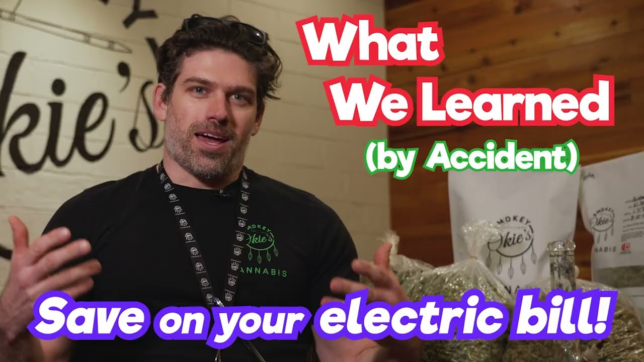 When to increase light intensity for flowering cannabis | Slowly increasing light intensity