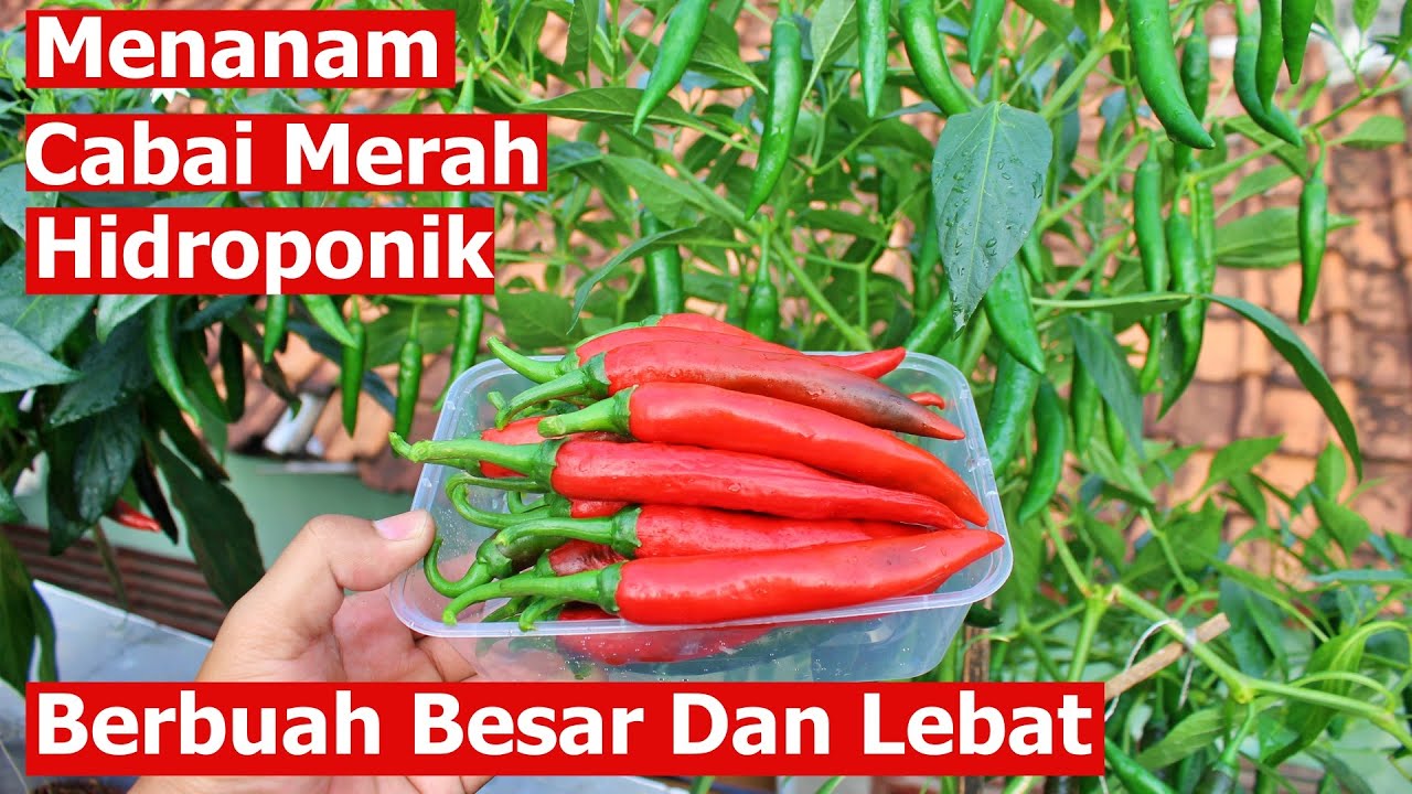 Cara Menanam Cabai Merah Hidroponik Berbuah Besar Dan Lebat