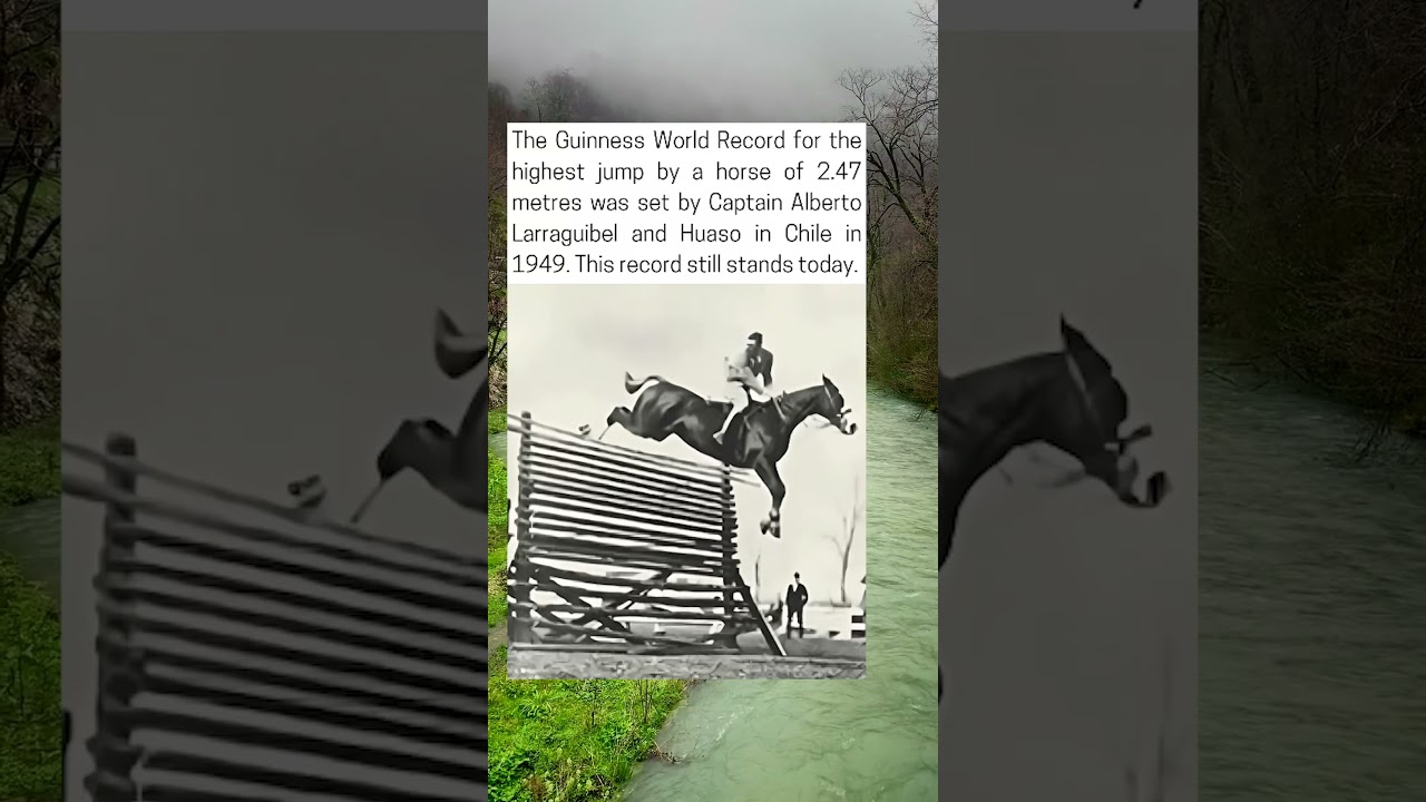 Huaso, The Horse That Jumped 2 47 Meters