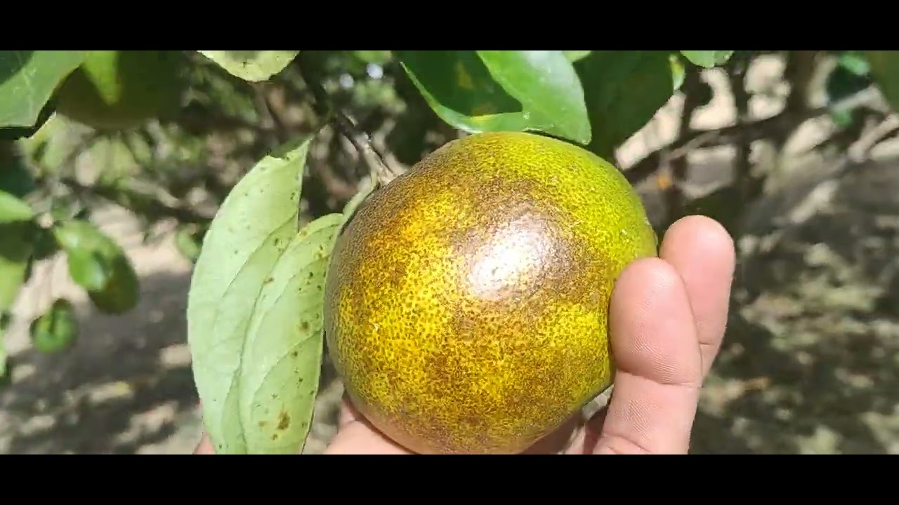 UM TUR PELAS FRUTÍFERAS NÃO PODE FALTAR NO SONHO DO SÍTIO VAMOS JUNTOS 