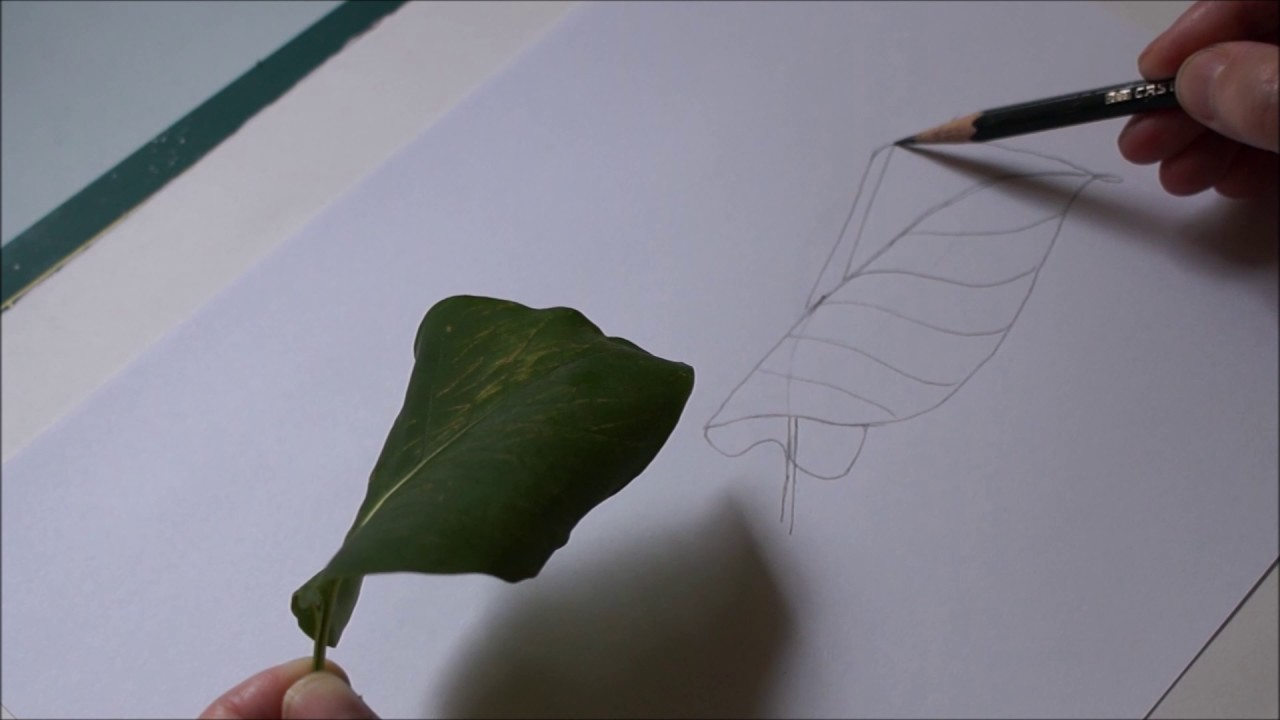 Botanisch tekenen - tekenen van een blad in perspectief