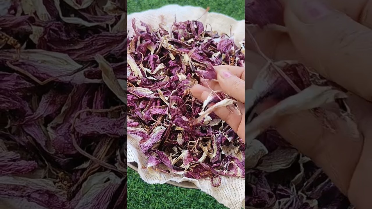 Easy and Fast way to make Hibiscus Powder at home #Homemade Hibiscus Powder #shorts