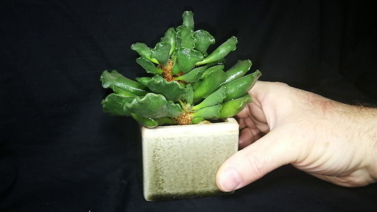 Adromischus cristatus, also known as 