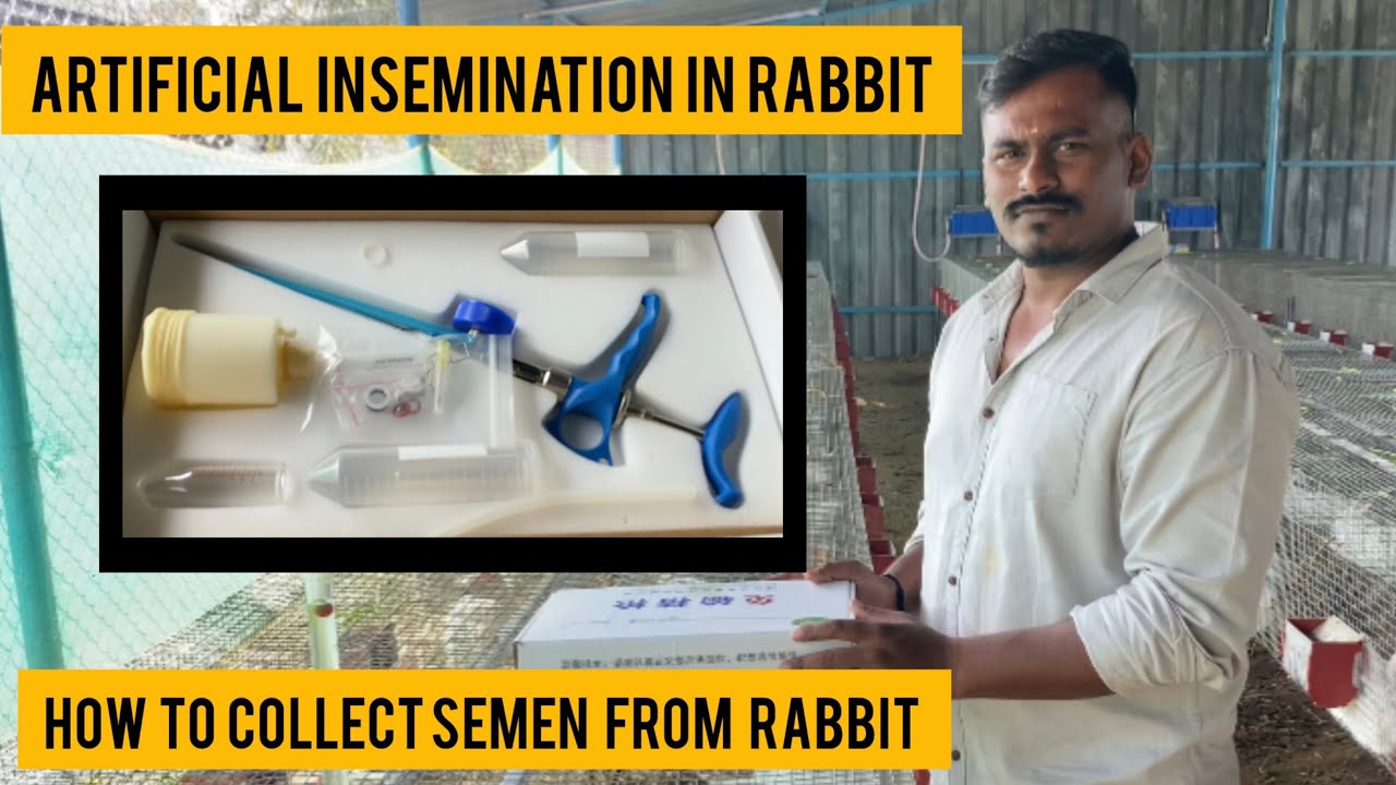ARTIFICIAL INSEMINATION IN RABBIT | UNBOXING AI KIT | HOW TO COLLECT SEMEN FROM RABBIT. PART 1 #VEB