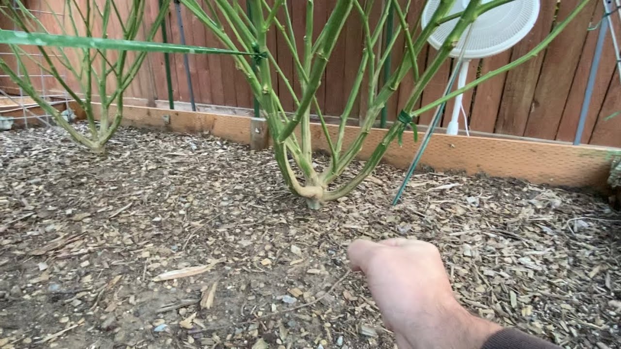 PNW Out door cannabis grow 2022 week 3 of flower