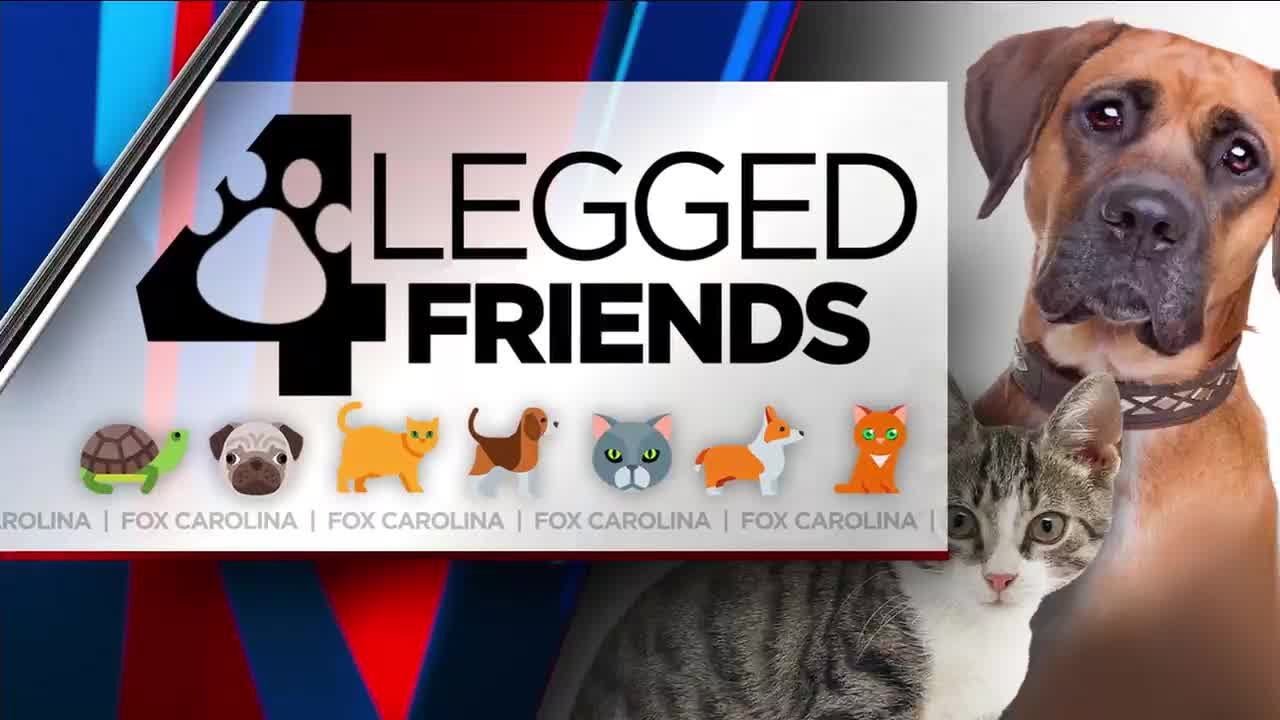 WHNS 4 Legged Friends