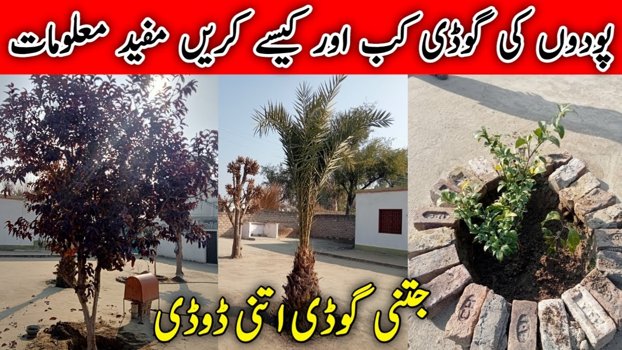 Planting in my home | جتنی گوڈی اتنی دوری | DehaTi VeeR
