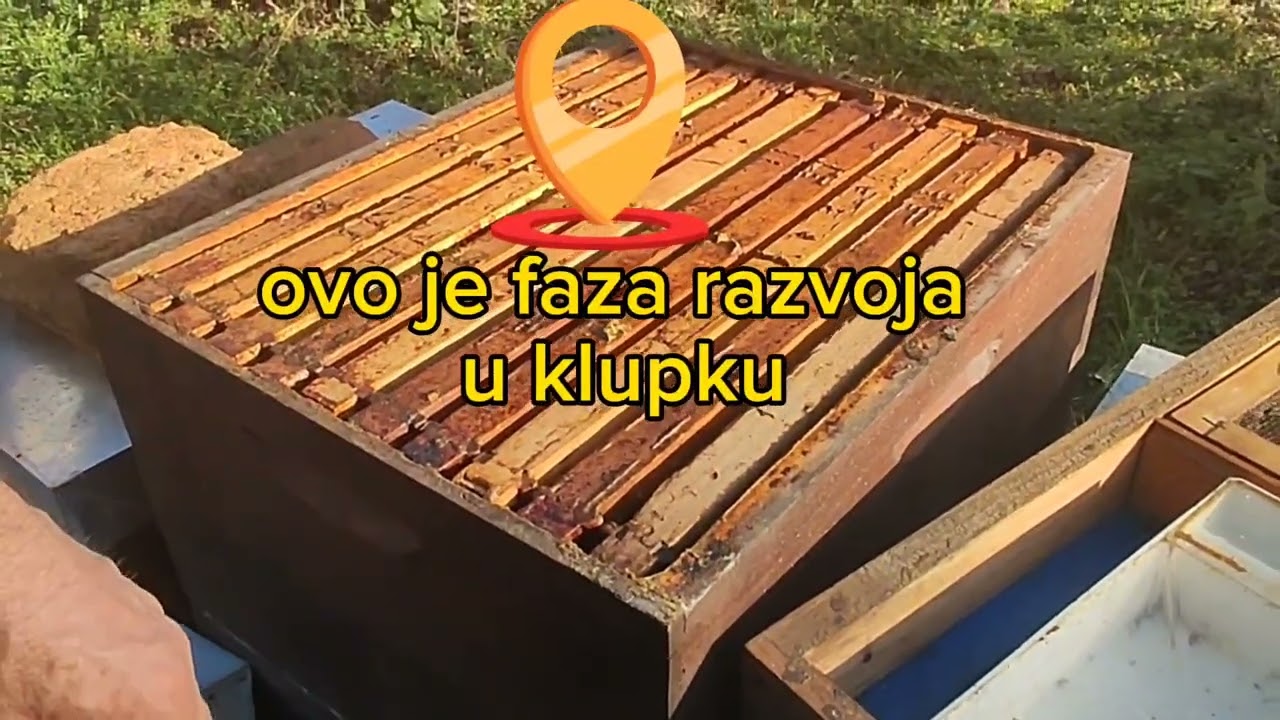 Faza razvoja legla u čvrstom klupku i prvi unosi peluda