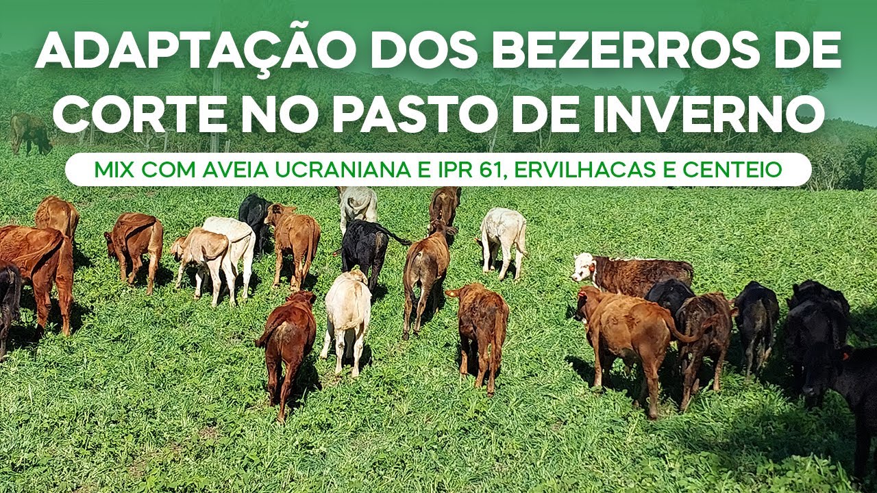 Adaptação Bezerros Corte no Pasto Inverno MIX Aveia Ucraniana, IPR 61, Ervilhacas e Centeio (v.150)
