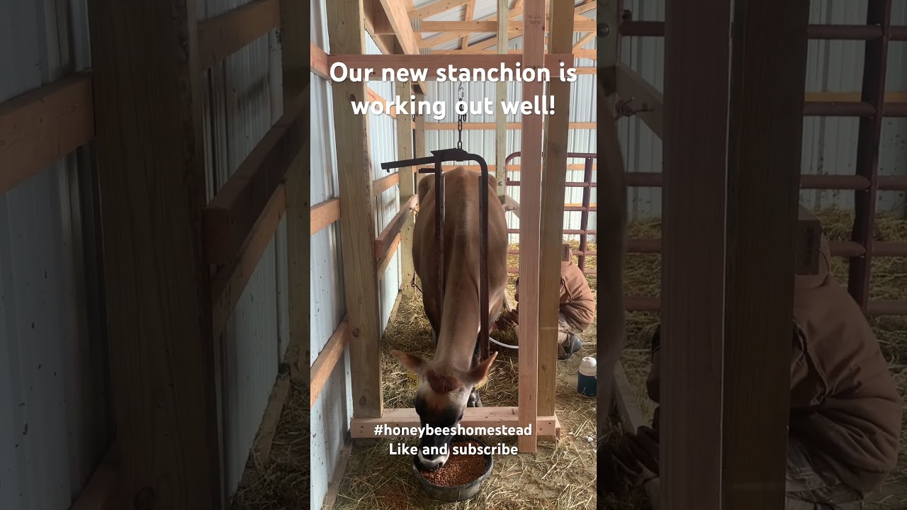 New stanchion set up with surge belly milker!