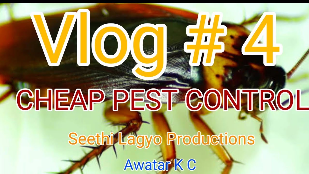 Cheap pest control | cockroach | birds | pest control