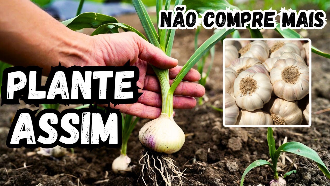 SE PLANTAR O ALHO ASSIM, NUNCA MAIS PRECISA COMPRAR