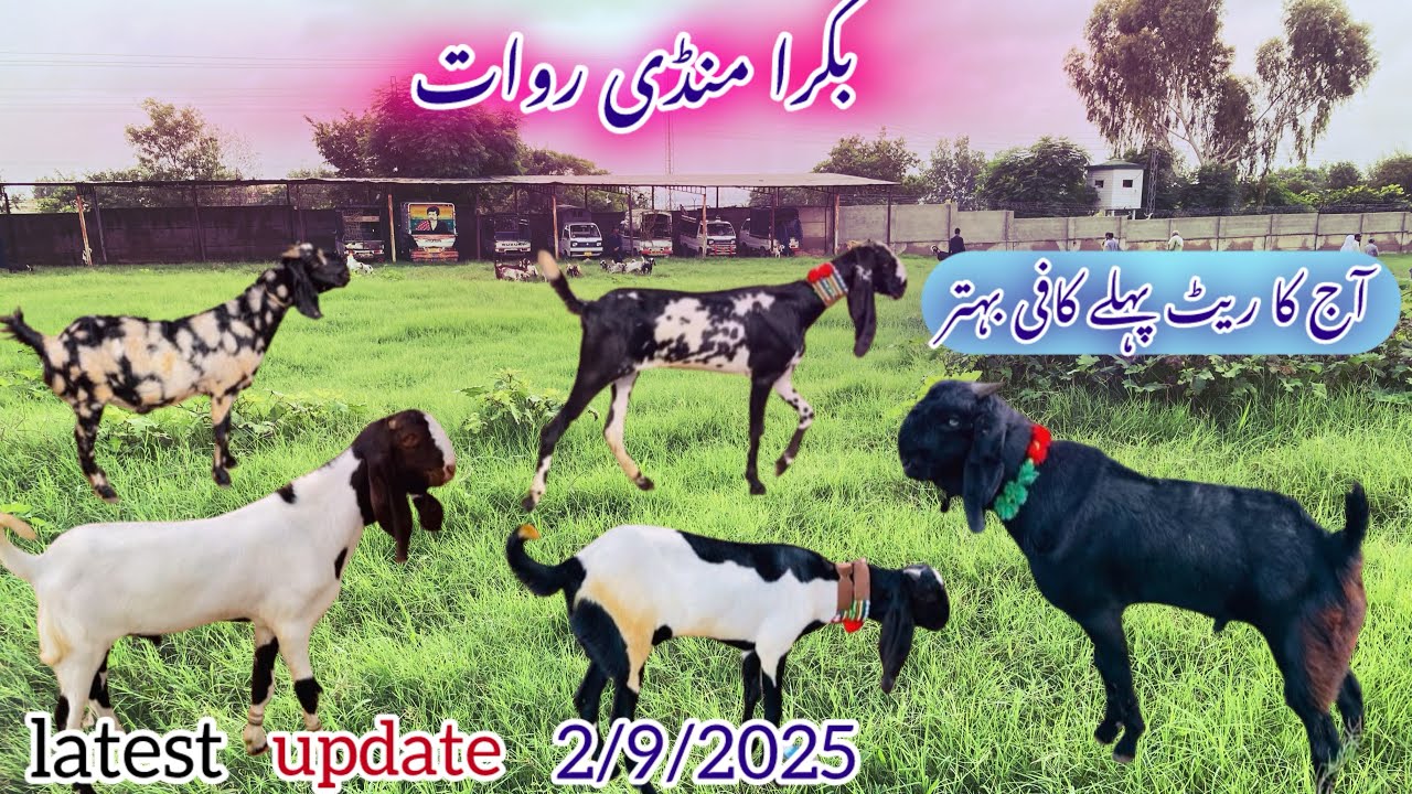  Bakra mandi rawat latest update 2 September 2025#beetalgoat #hussainmandiwala #goat 