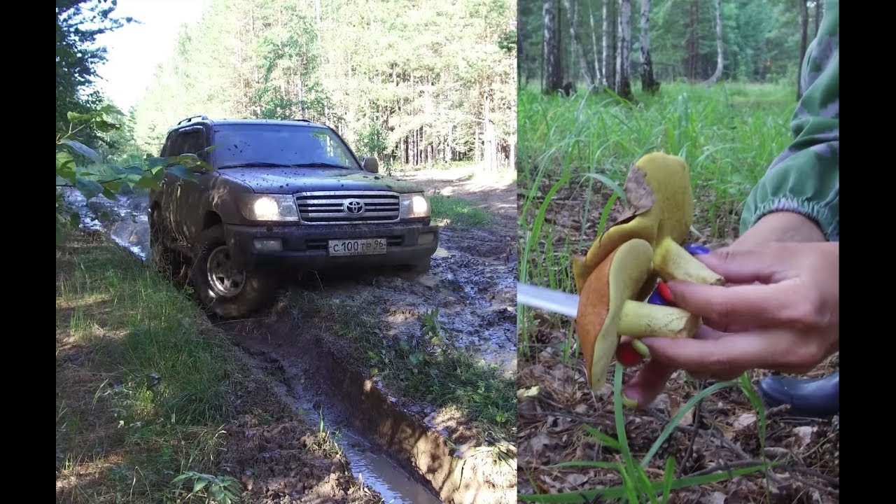 Вылазка за грибами/Проверка МТ резины Comforser CF3000 на Land Cruiser 100/дорога до оз.Щучье/4K