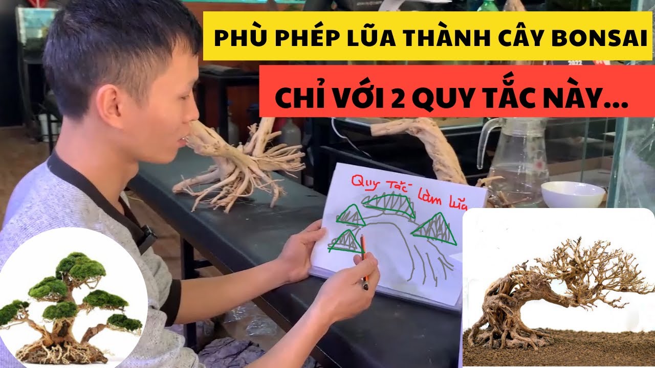 Biến lũa thành cây bonsai tuyệt đẹp chỉ với 2 quy tắc này| Nguyễn du aqua