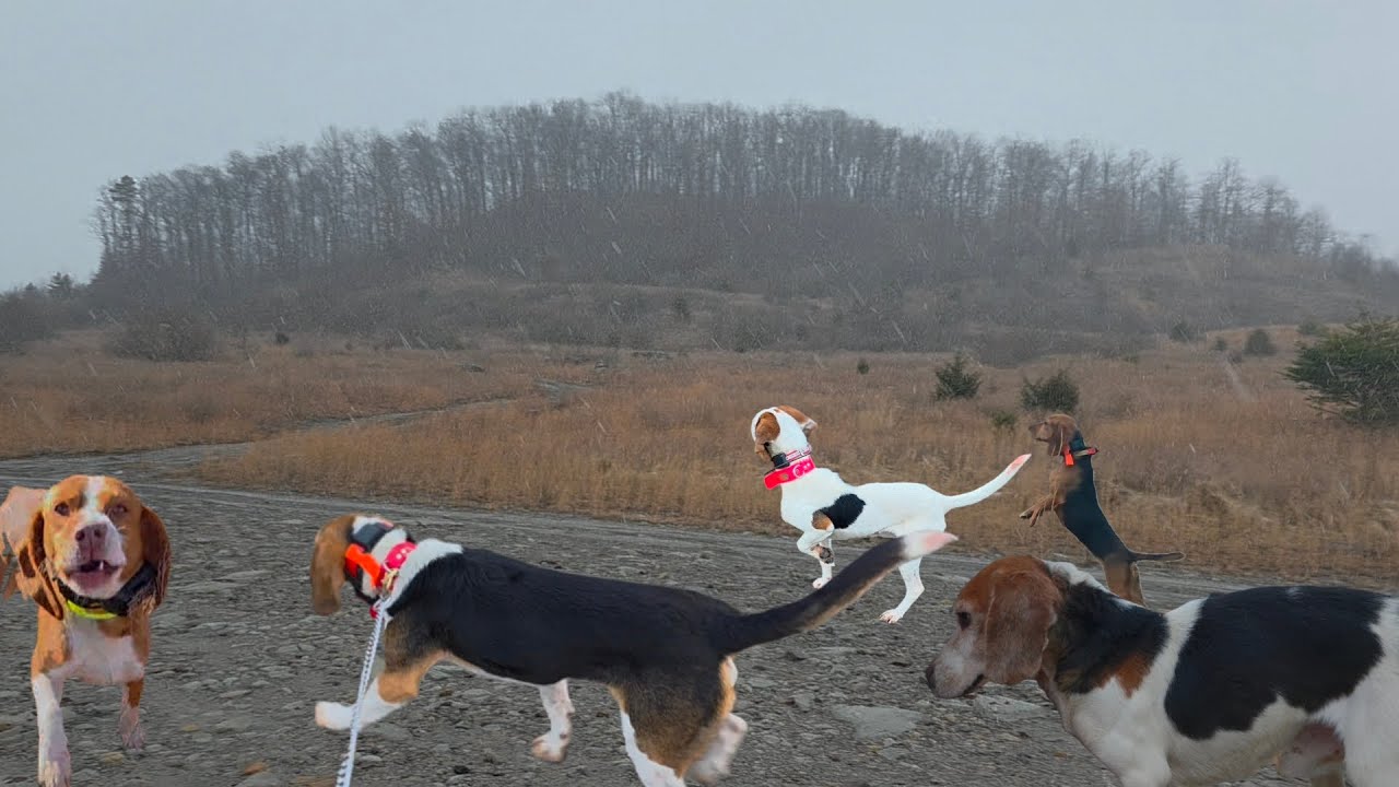 Competition hunting in snow.