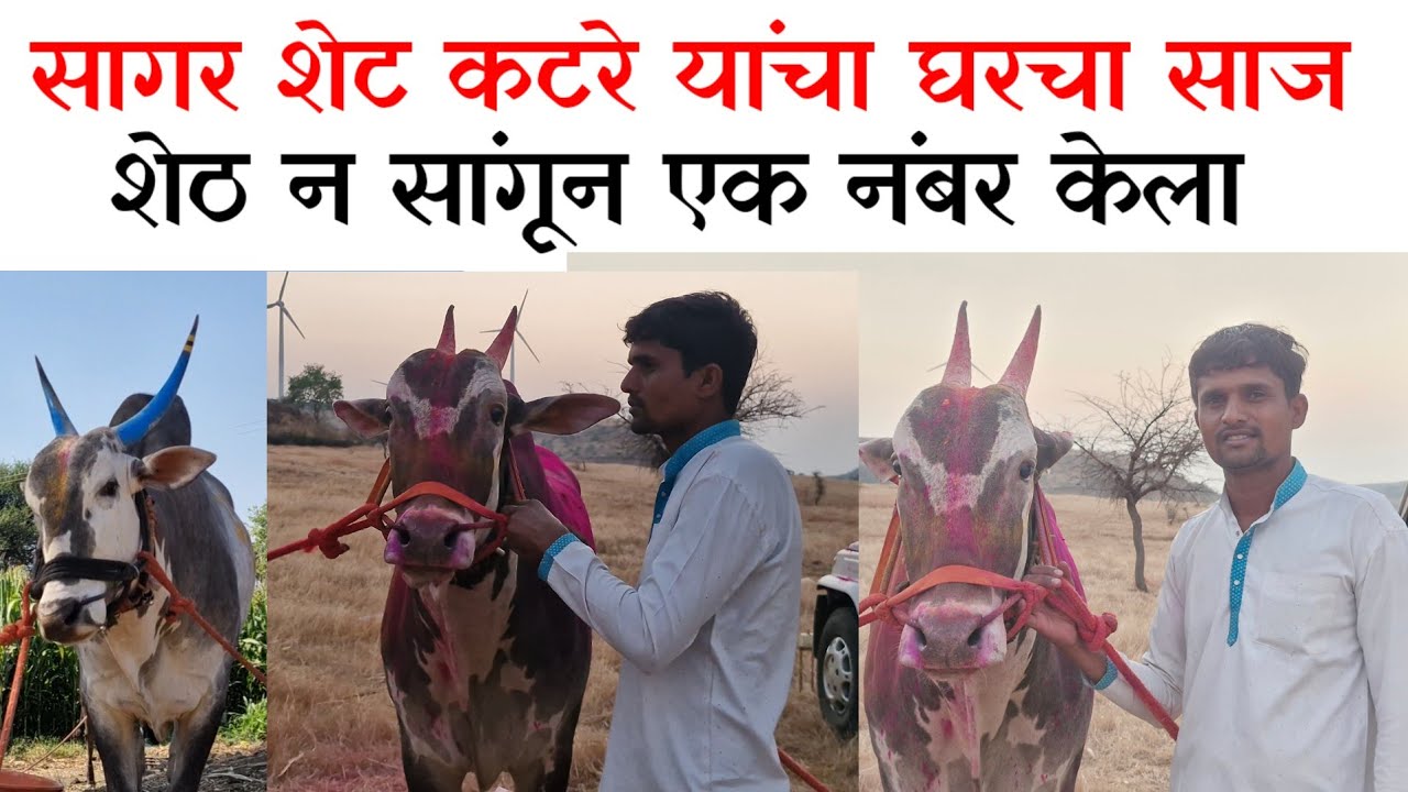 सागर शेठ कटरे यांचा बब्या आणि दुर्गा घरचा साज गारळेवाडी मैदानाचा एक नंबरचा मानकरी