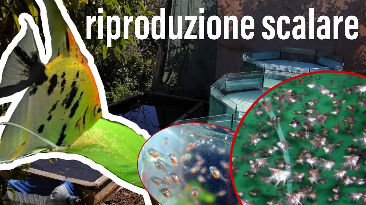 la RIPRODUZIONE dello SCALARE (Pterophyllum scalare)