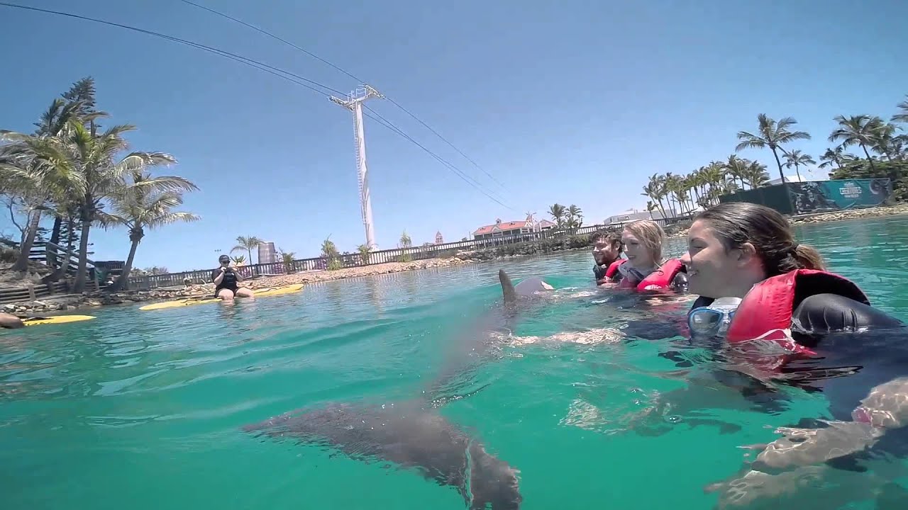Swimming with Dolphins at Sea World