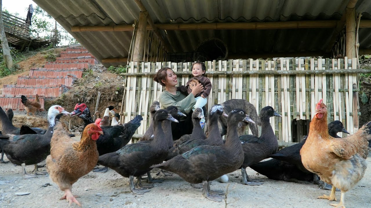 Harvesting giant bamboo shoots to sell at the market - Designing a chicken coop - made of bamboo