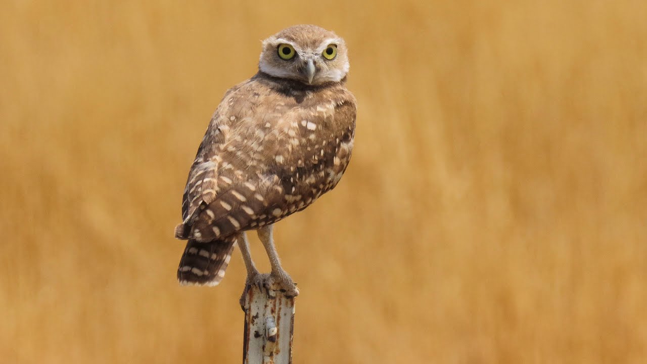 Buntings and Burrowing Owls