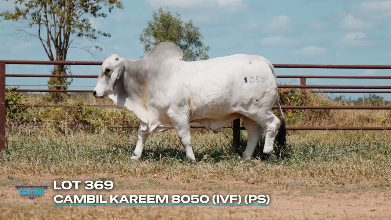 Lot 369 | Cambil Kareem 8050 (IVF) (PS)